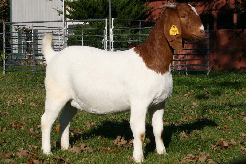 Bear Creek BC Y399 Brooke - Boer Goat Doe