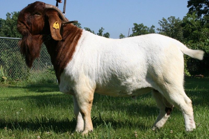 Bear Creek BC W260 Commanche - Boer Goat Buck