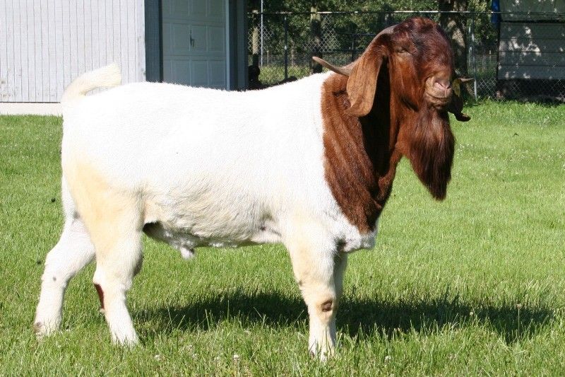 Bear Creek BC W260 Commanche - Boer Goat Buck