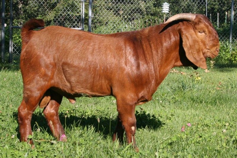 Bear Creek BC X355 General Lee - Boer Goat Buck