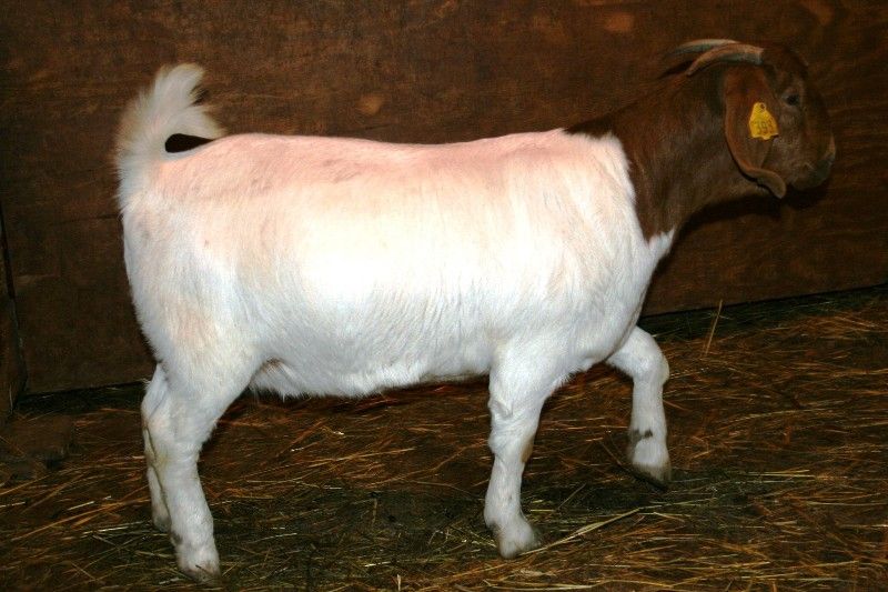 Bear Creek BC Y393 - Boer Goat Doe