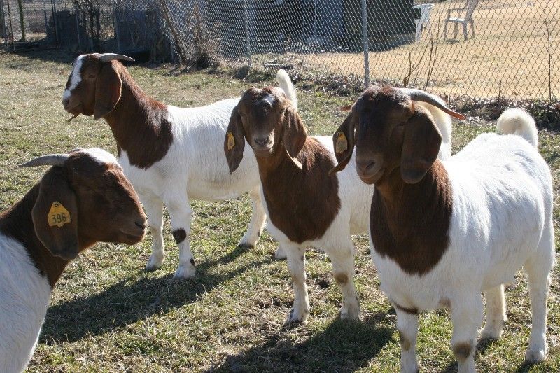 Bear Creek BC X383 Wildflower - Boer Goat Doe