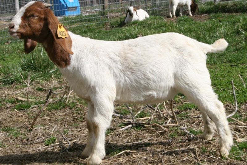 Bear Creek BC Z425 - Boer Goat Wether