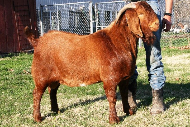 Bear Creek BC X355 General Lee - Boer Goat Buck