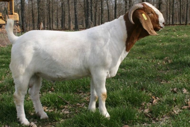 TLB 9004 - Boer Goat Buck