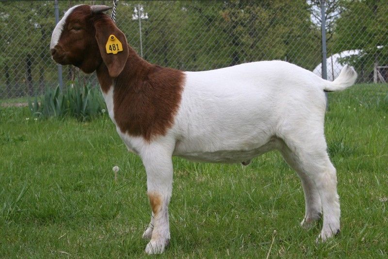 Bear Creek BC Z481 Beachcomber - Boer Goat Buck