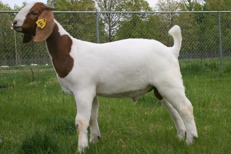 Bear Creek BC Z446 Braveheart - Boer Goat Buck