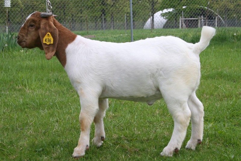 Bear Creek BC Z436 Gameboy - Boer Goat Buck