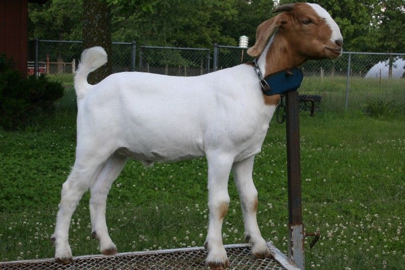 Bear Creek BC Z423 - Boer Goat Wether
