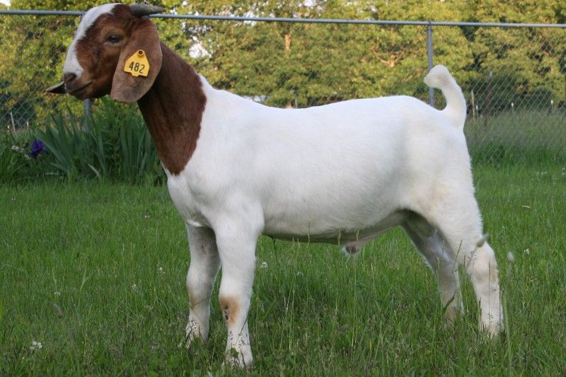 Bear Creek BC Z482 Moses - Boer Goat Buck
