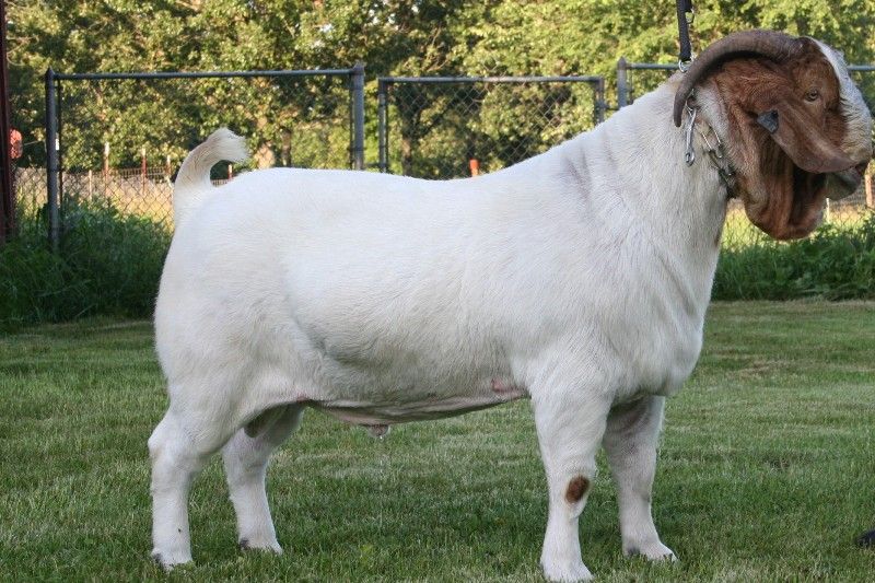 Bar None 5's Jack Blue - Boer Goat Buck