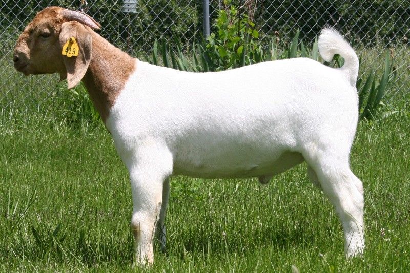 Bear Creek BC Z419 Jeremiah - Boer Goat Buck