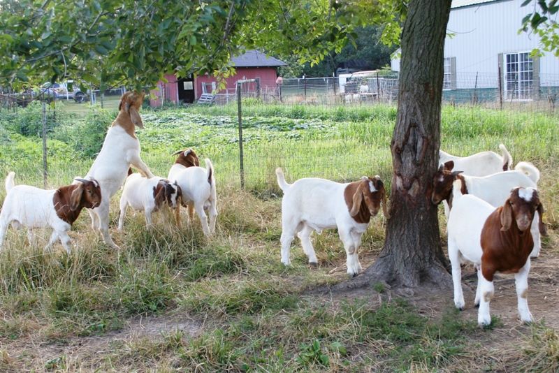 Bear Creek BC Z419 Jeremiah - Boer Goat Buck
