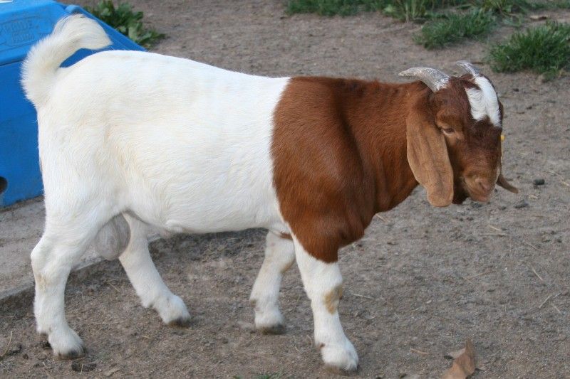 Bear Creek BC Z438 - Boer Goat Buck