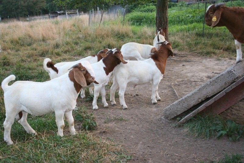 Bear Creek BC Z438 - Boer Goat Buck