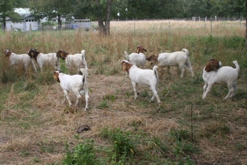 Bear Creek BC Various 300.00 - 500.00 - Boer Goat Buck