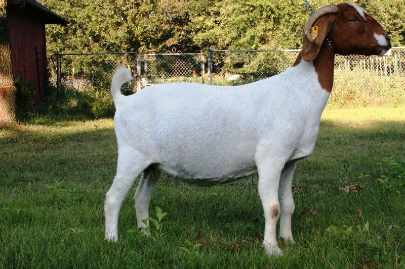 Bear Creek BC T90 - Boer Goat Doe