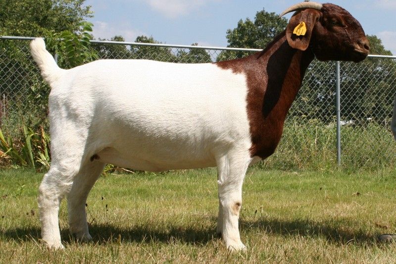 Bear Creek BC Y411 White Diamond - Boer Goat Doe