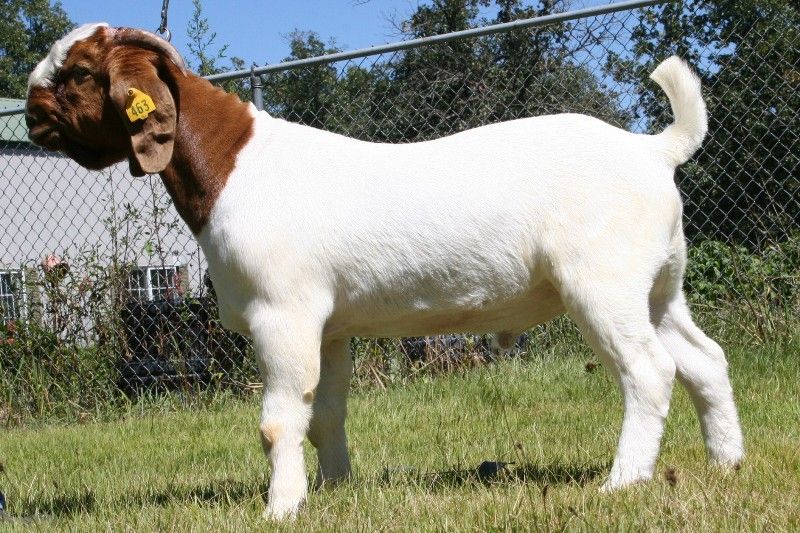 Bear Creek BC Z463 Wilderness Wolf - Boer Goat Buck