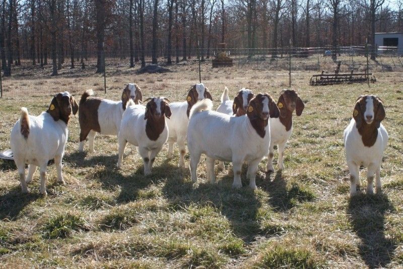 Bear Creek Doe's 2010 Model - Boer Goat Doe