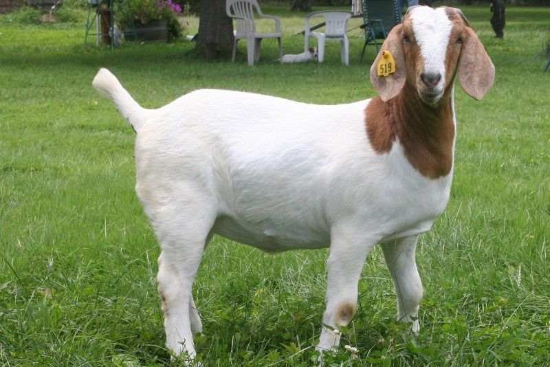 Bear Creek BC A519 - Boer Goat Doe
