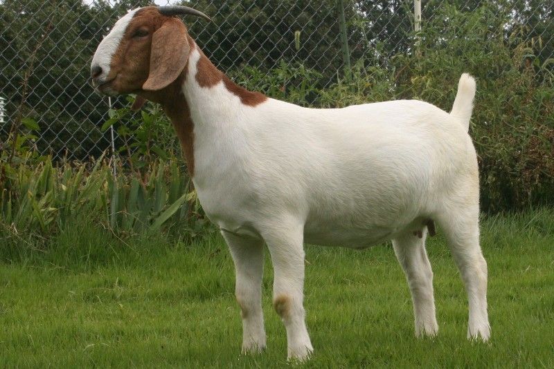 Bear Creek BC A519 - Boer Goat Doe