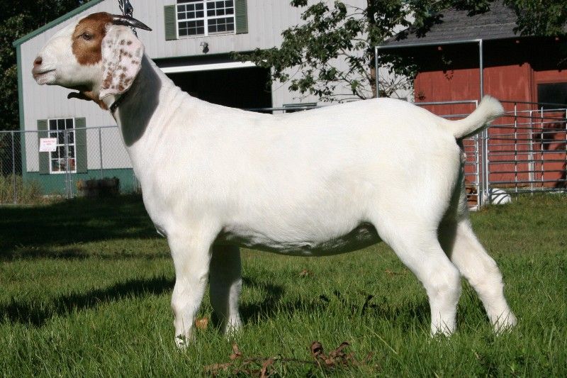 Bear Creek BC A551 Seminole's Delight - Boer Goat Doe