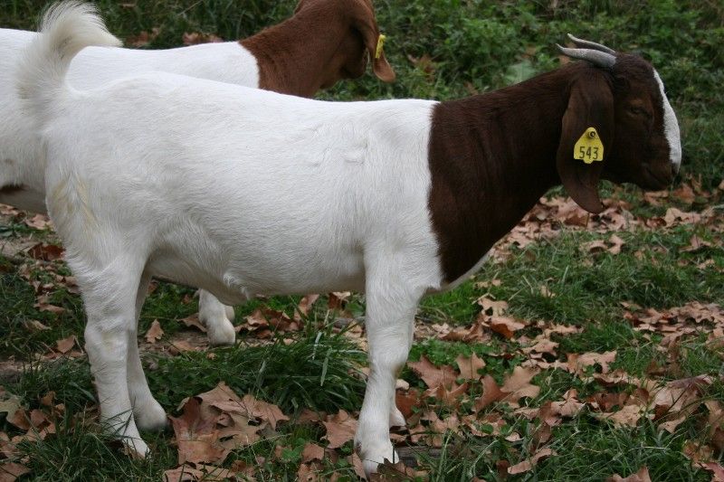 Bear Creek BC A543 - Boer Goat Doe