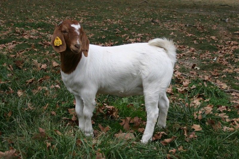 Bear Creek BC A522 - Boer Goat Doe