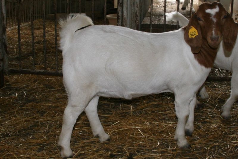 Bear Creek BC A522 - Boer Goat Doe