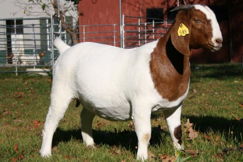 Bar None 5's Jack Blue - Boer Goat Buck