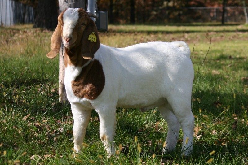 Bear Creek BC A561 - Boer Goat Buck