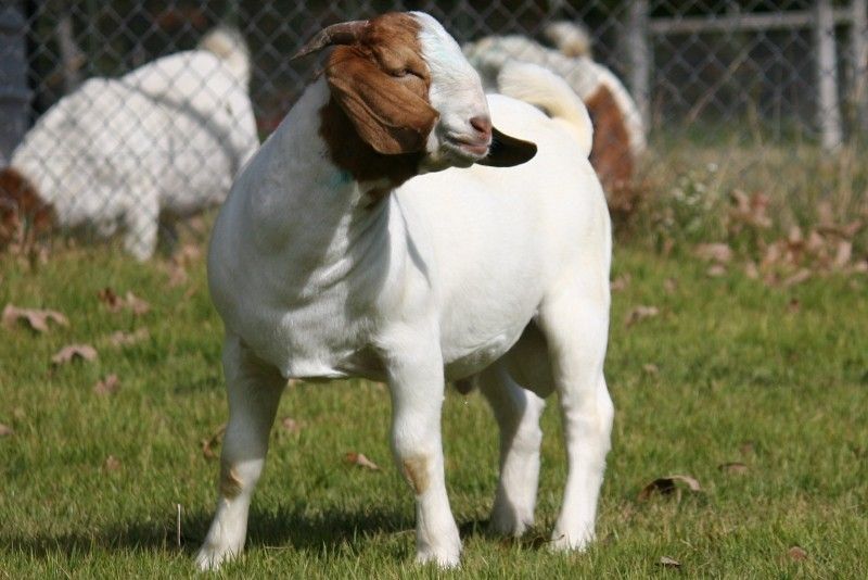 Bear Creek BC A558 - Boer Goat Buck