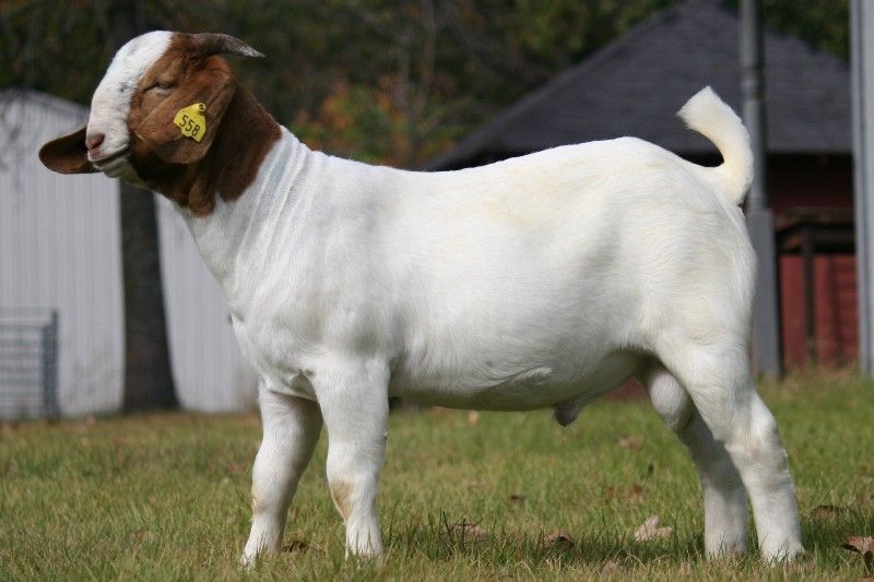 Bear Creek BC A558 - Boer Goat Buck