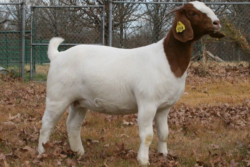 Bear Creek BC A554 - Boer Goat Doe