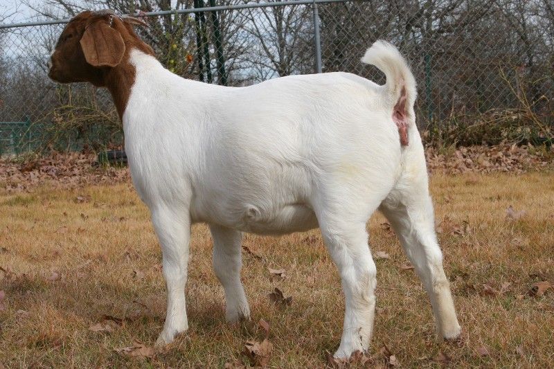 Bear Creek BC A554 - Boer Goat Doe