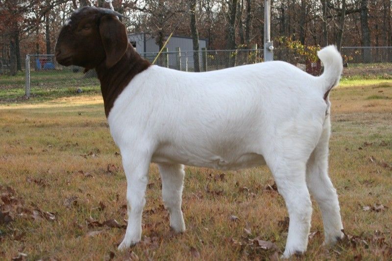 Bear Creek BC A556 - Boer Goat Doe