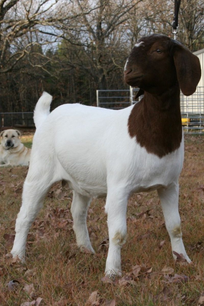 Bear Creek BC A556 - Boer Goat Doe