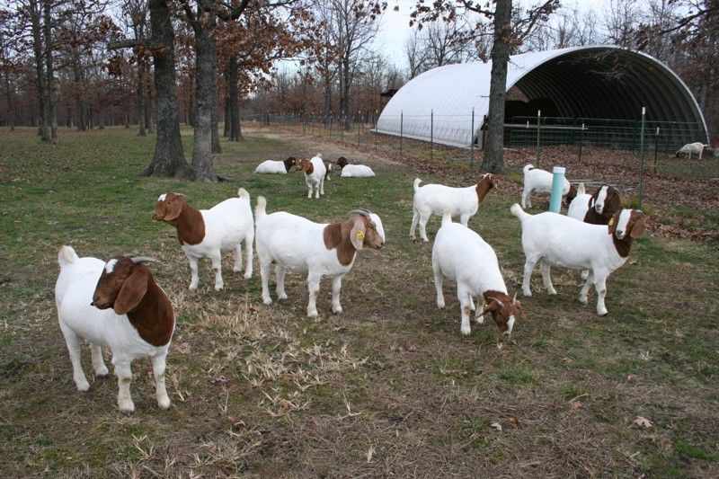 Bear Creek BC A 2011 Doelings - Boer Goat Doe