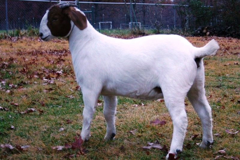 Bear Creek BC A553 - Boer Goat Doe