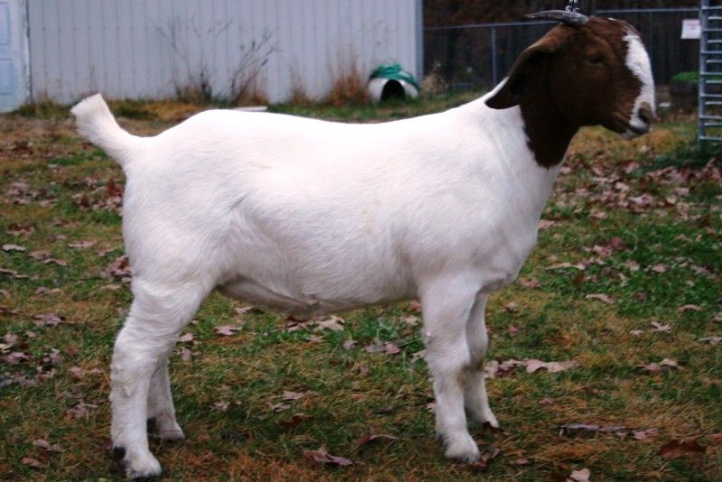 Bear Creek BC A553 - Boer Goat Doe