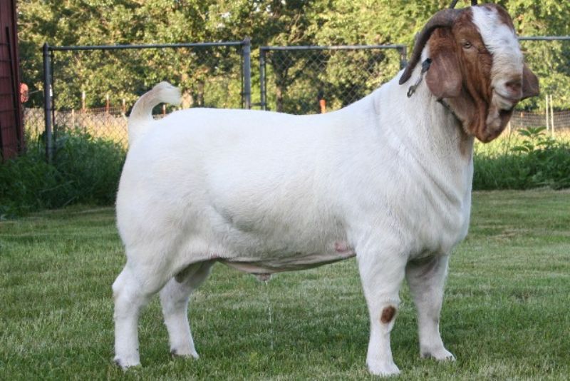 Bar None 5's Jack Blue - Boer Goat Buck