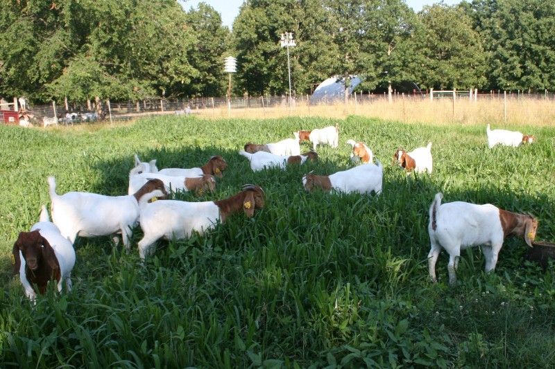 Bear Creek BC A 2011 Doelings - Boer Goat Doe