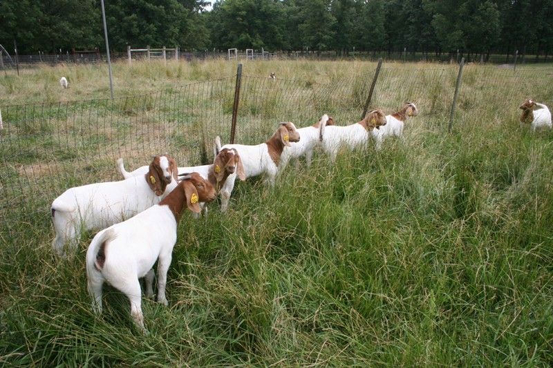 Bear Creek BC A 2011 Doelings - Boer Goat Doe