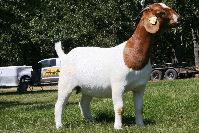 TLB 8055 - Boer Goat Buck