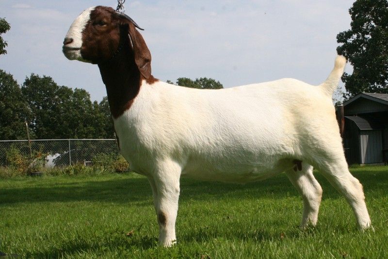 Bear Creek BC A516 - Boer Goat Doe