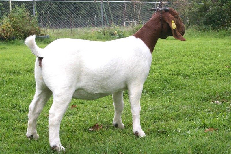 Bear Creek BC A542 - Boer Goat Doe
