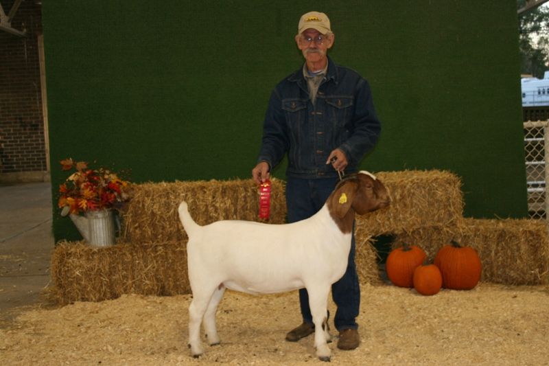 Bear Creek BC B623 Steam's Top Secret - Boer Goat Doe