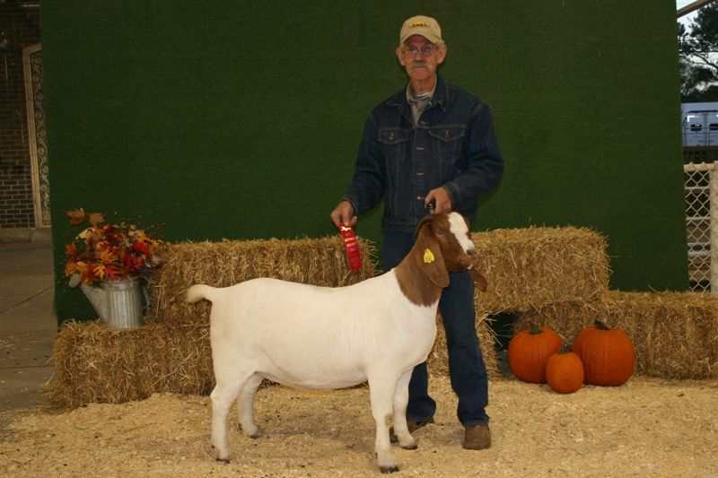 Bear Creek BC A531 Mikayla - Boer Goat Doe