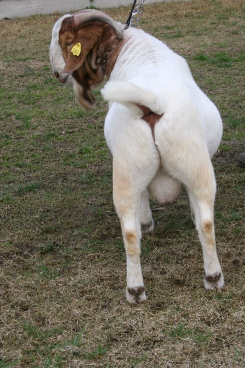 Bear Creek BC B589 Steam's Carbon Copy - Boer Goat Buck